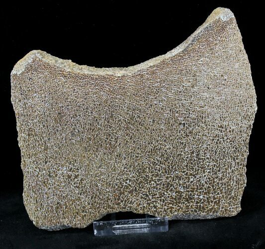 Large Polished Agatized Dinosaur Bone Section - x #21343